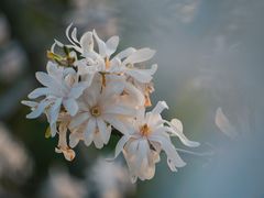 -陕西省西安植物园