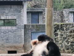 -都江堰中华大熊猫苑