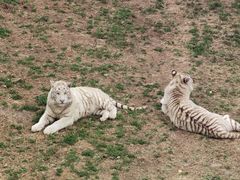 -石家庄市动物园