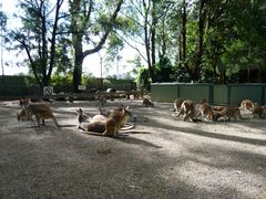 -费瑟代尔野生动物园