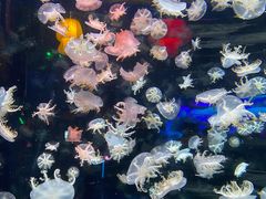 -太平洋海底世界