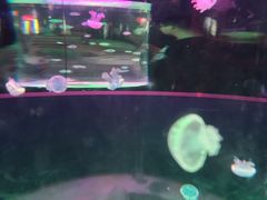 -苏州海洋馆