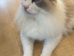 -Let's go狗咖·猫咖·奶狗·桌游(春熙路IFS店)