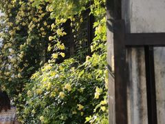 -新万鑫银丝面·非遗无锡味(惠山古镇店)
