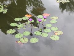 -三亚亚龙湾雅高铂尔曼别墅度假酒店