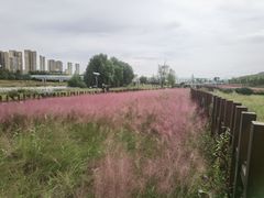 -灞河西岸滨河公园