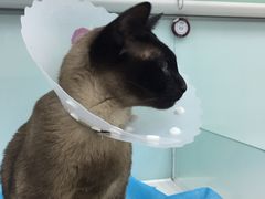 -纳吉亚猫专科动物诊疗中心(蒋宅口分院)