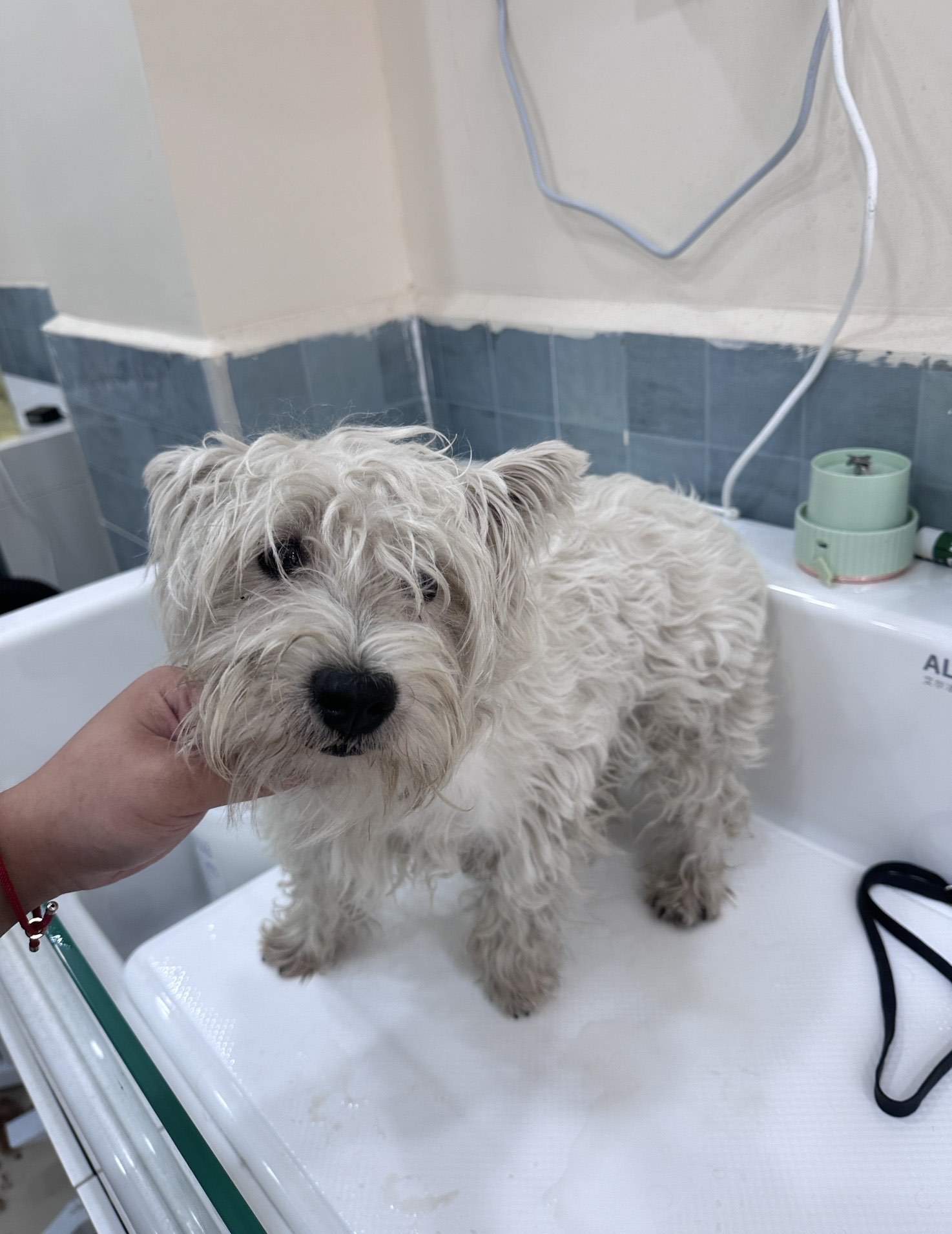 【嗨森宠屋·桃浦店】梗类犬拔毛