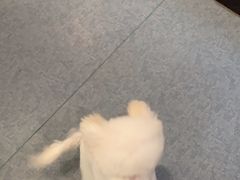 -奈斯宠物医院·核磁CT·异宠专科·内镜(中南店)