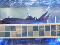 -大河宴椒麻鱼(嘉和园店)