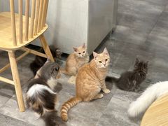 -楼上猫咖(罗湖店)