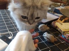 -万小咖.猫咖(中山路天虹店)