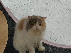 -喵园·猫主题咖啡厅·撸猫·猫咖(国贸店)