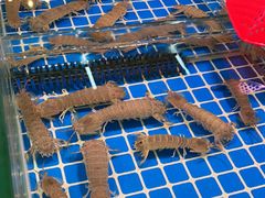 -巽寮印象美食部落餐厅·海鲜·地方特色菜(惠州体验店)