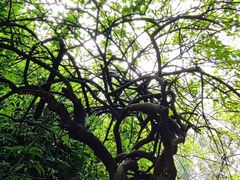 -八大山人梅湖景区