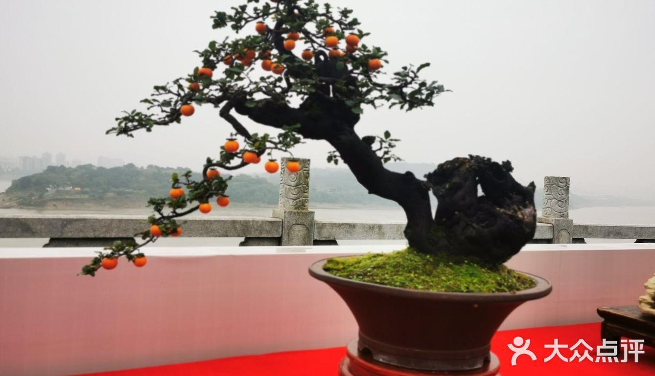 盆景艺术，匠心独具