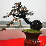 盆景艺术，匠心独具