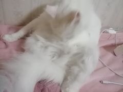 -艾贝尔宠物诊疗