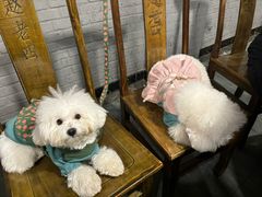 -九尺赵老四鲜鹅肠火锅
