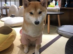 -逗柴咖啡屋·狗咖猫咖宠物桌游