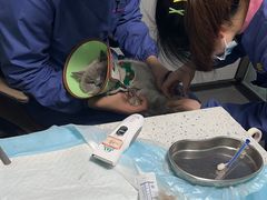 -半岛宠物医院24小时(科华中路店)