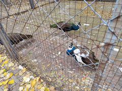 -长白岛森林公园