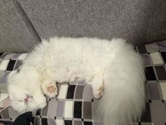 -佳雯宠物医院·皮肤科·内外科(春晓路分院)