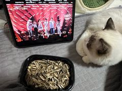 -喵zoo家庭繁育猫舍(尖东智能花园店)