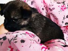 -邢大夫动物医院