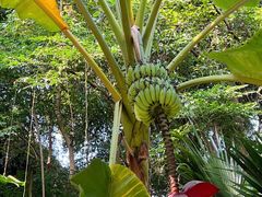 -西双版纳傣族园