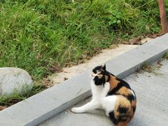 -西安大兴善寺