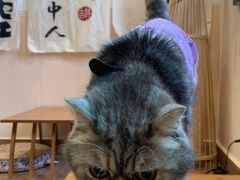 -楼上猫咖(罗湖店)