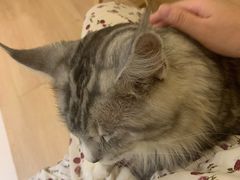 -猫在这儿猫咪咖啡馆·撸猫馆
