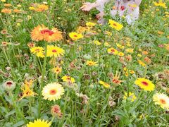 -松山湖梦幻百花洲