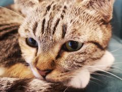 -平行世界·猫咖(首经贸店)