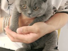 -帕帕拉兹宠物(亚洲旗舰店)