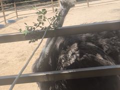 -秦皇岛野生动物园