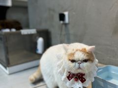 -Heymao猫咖.咖啡厅(东门店)