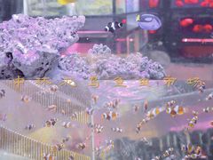 -中环花鸟鱼虫市场