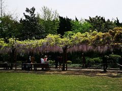 -嘉定紫藤园