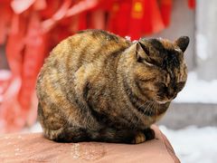 -终南山南五台景区