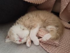 -小猫来了·猫舍(红山六九七九店)