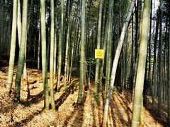-午潮山国家森林公园