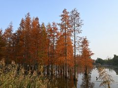 -白鹭湾湿地公园