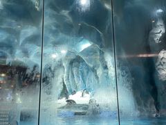 -帝企鹅自助餐厅•儿童岛•真企鹅(长隆企鹅酒店)