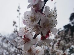-无锡梅园公园