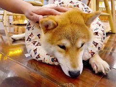 -豆柴町-柴犬主题狗咖(红鼎国际C座店)