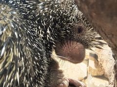 -Honey Bacca 哈尼芭卡高端萌宠(朝阳大悦城店)