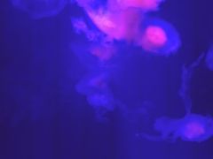 -海合安武汉极地海洋公园