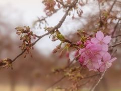 -上海辰山植物园